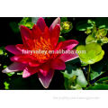 Red Water Lily Seeds Lotus Seeds For Growing